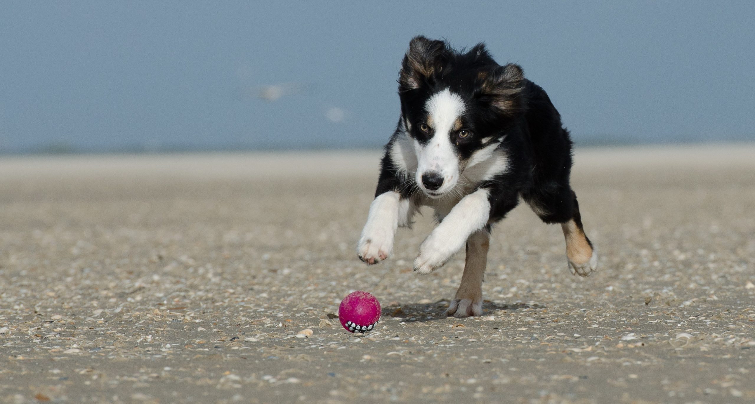 border-collie cucciolo