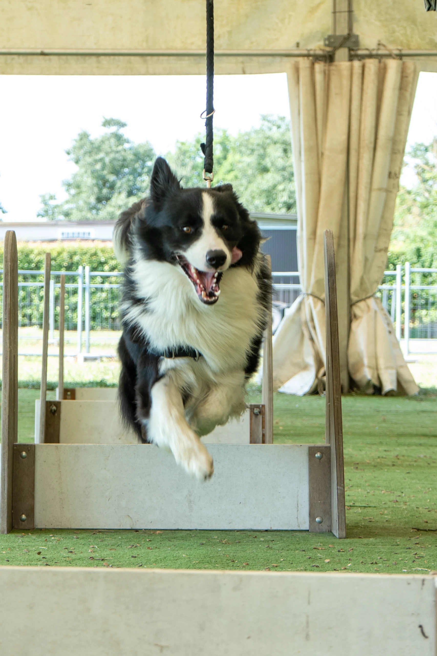 flyball 1