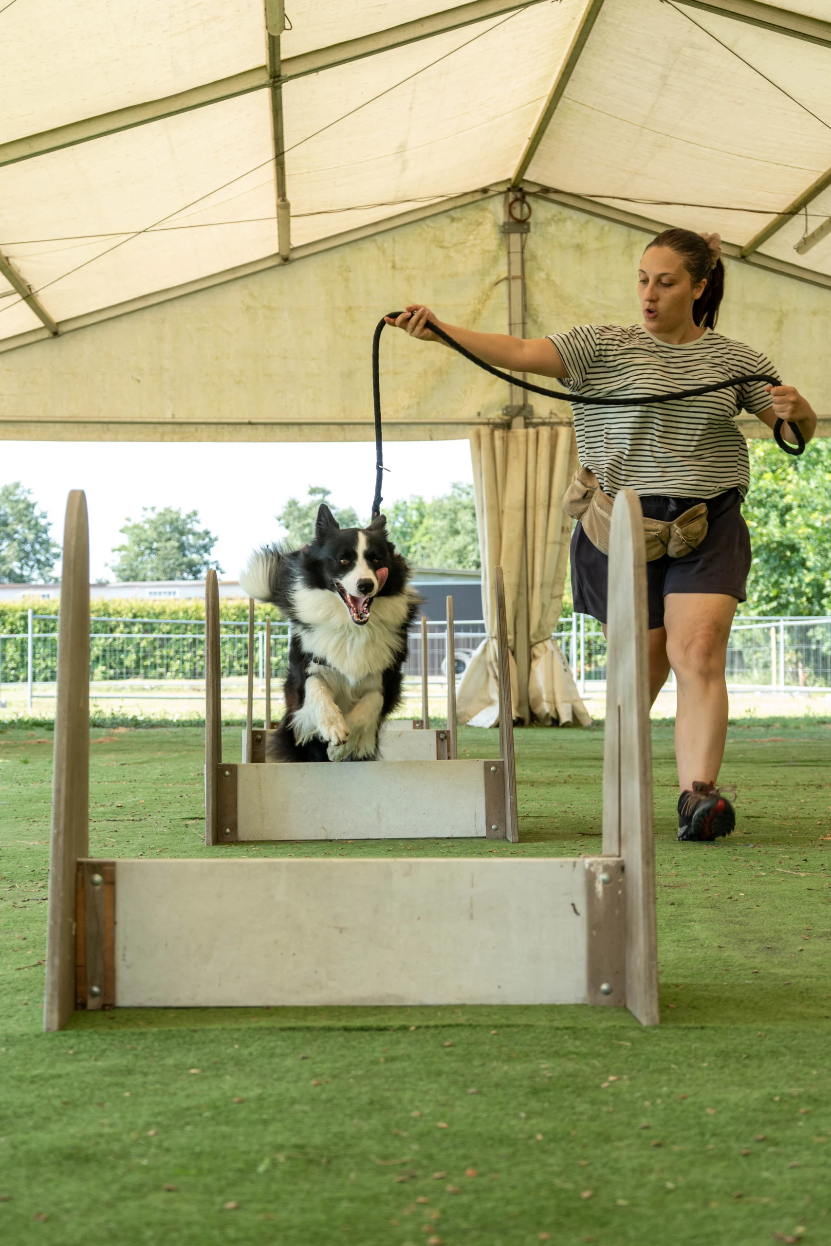 flyball 2