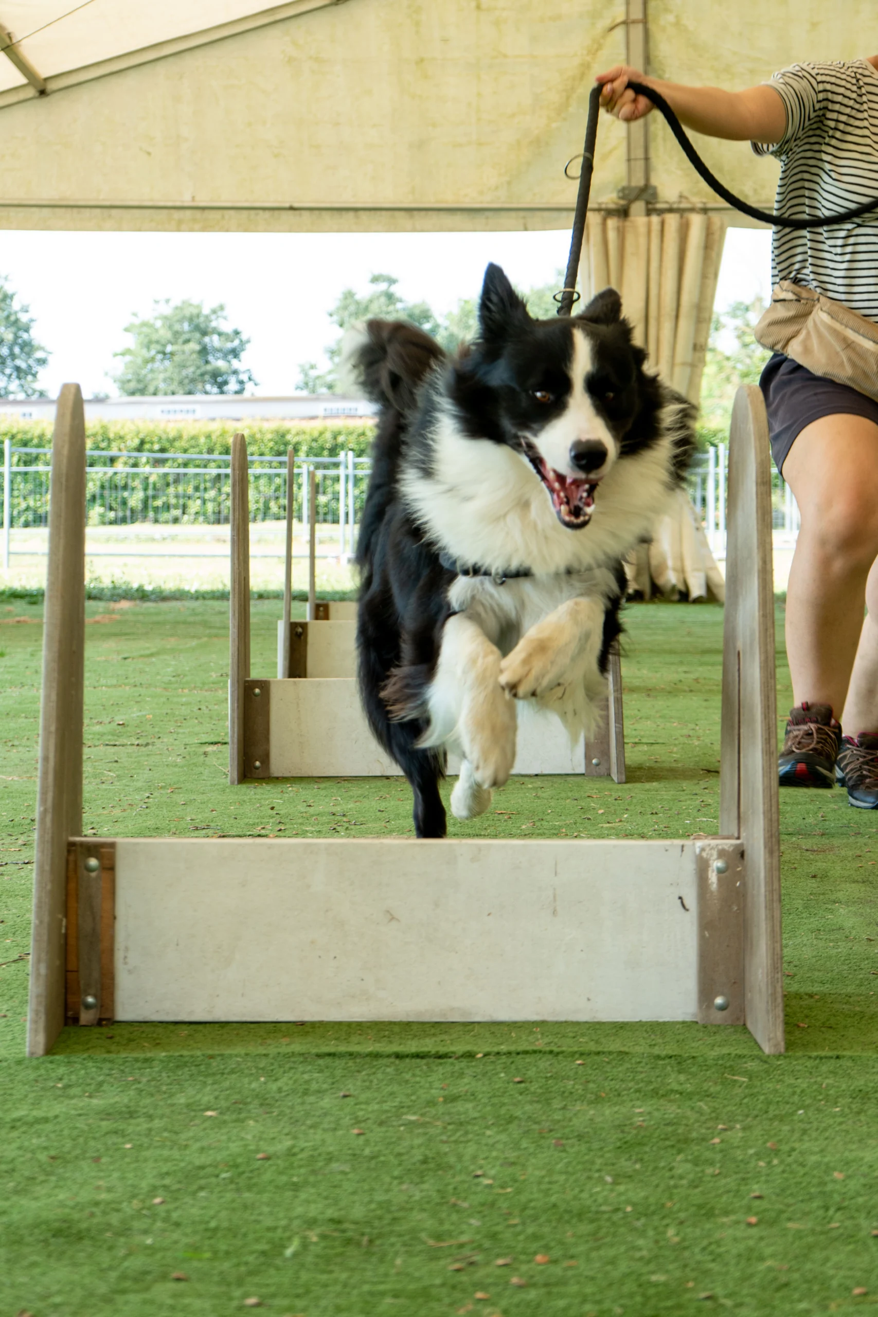 flyball 3