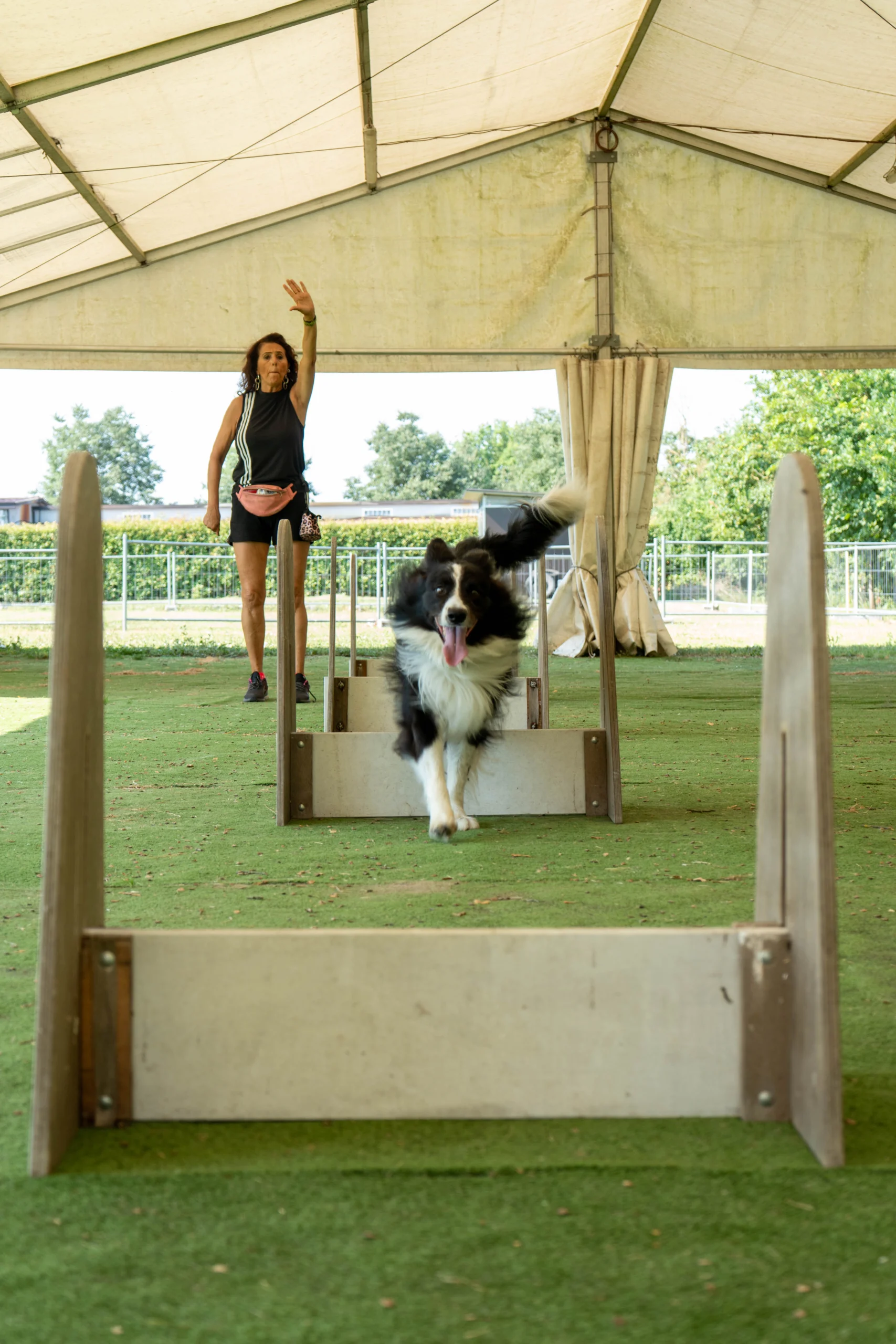 flyball 5
