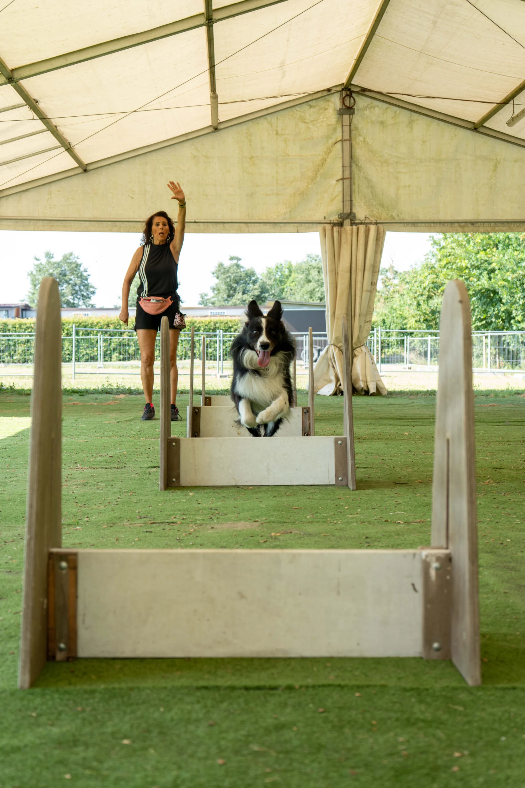 flyball 6
