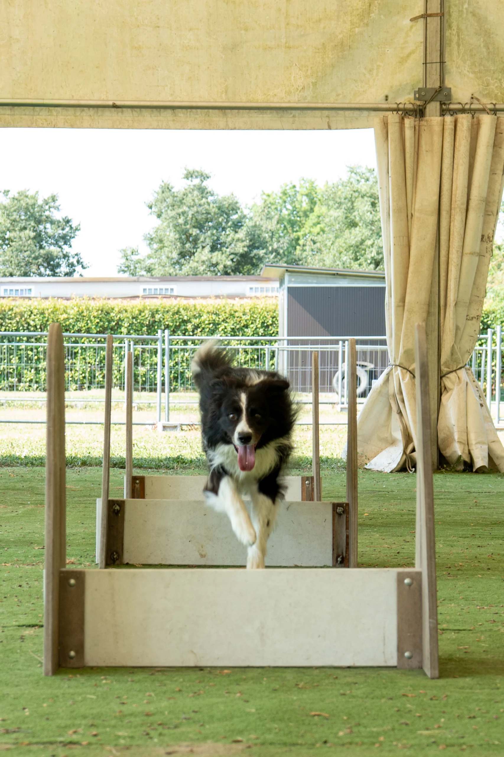 flyball 7