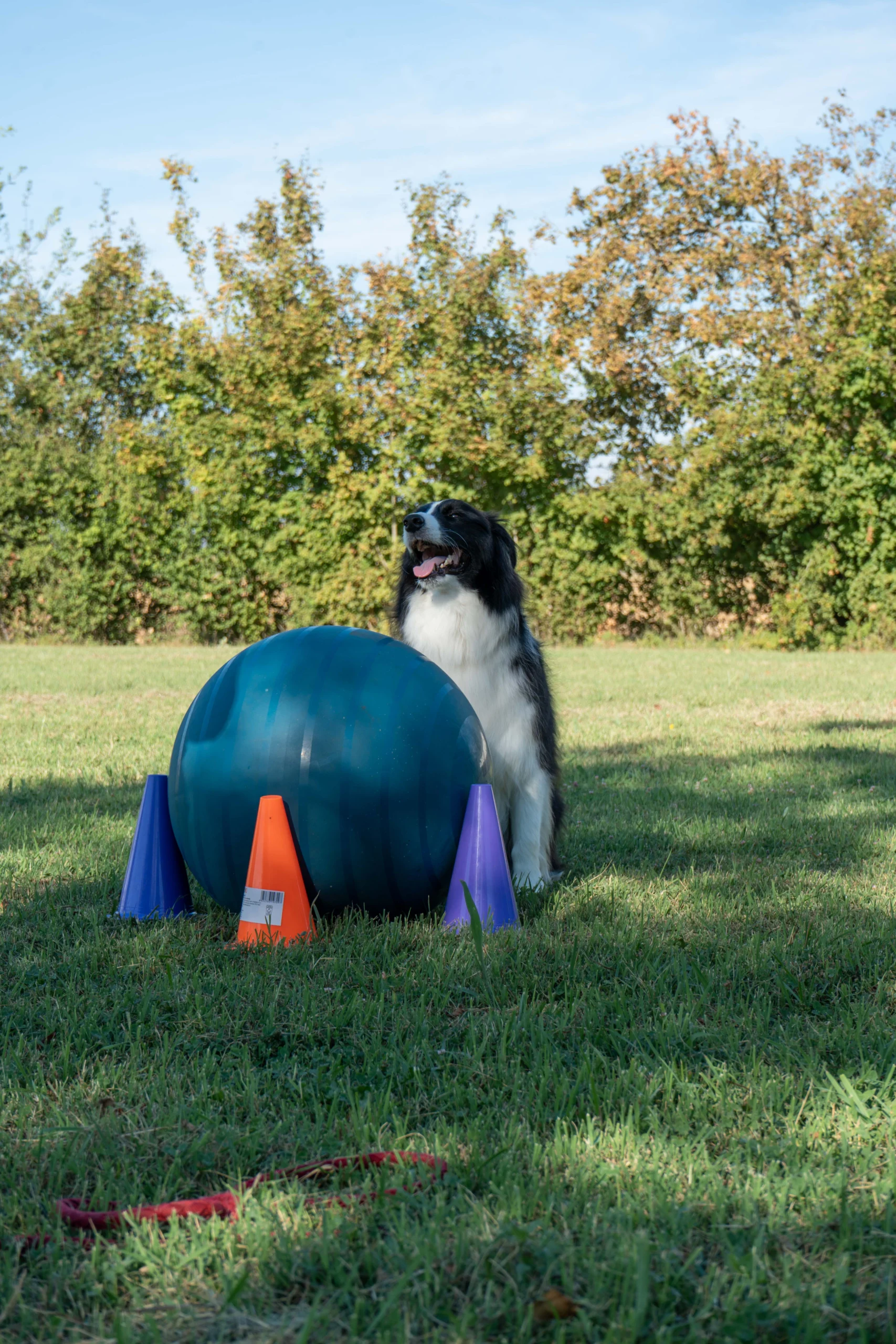 treibball 1