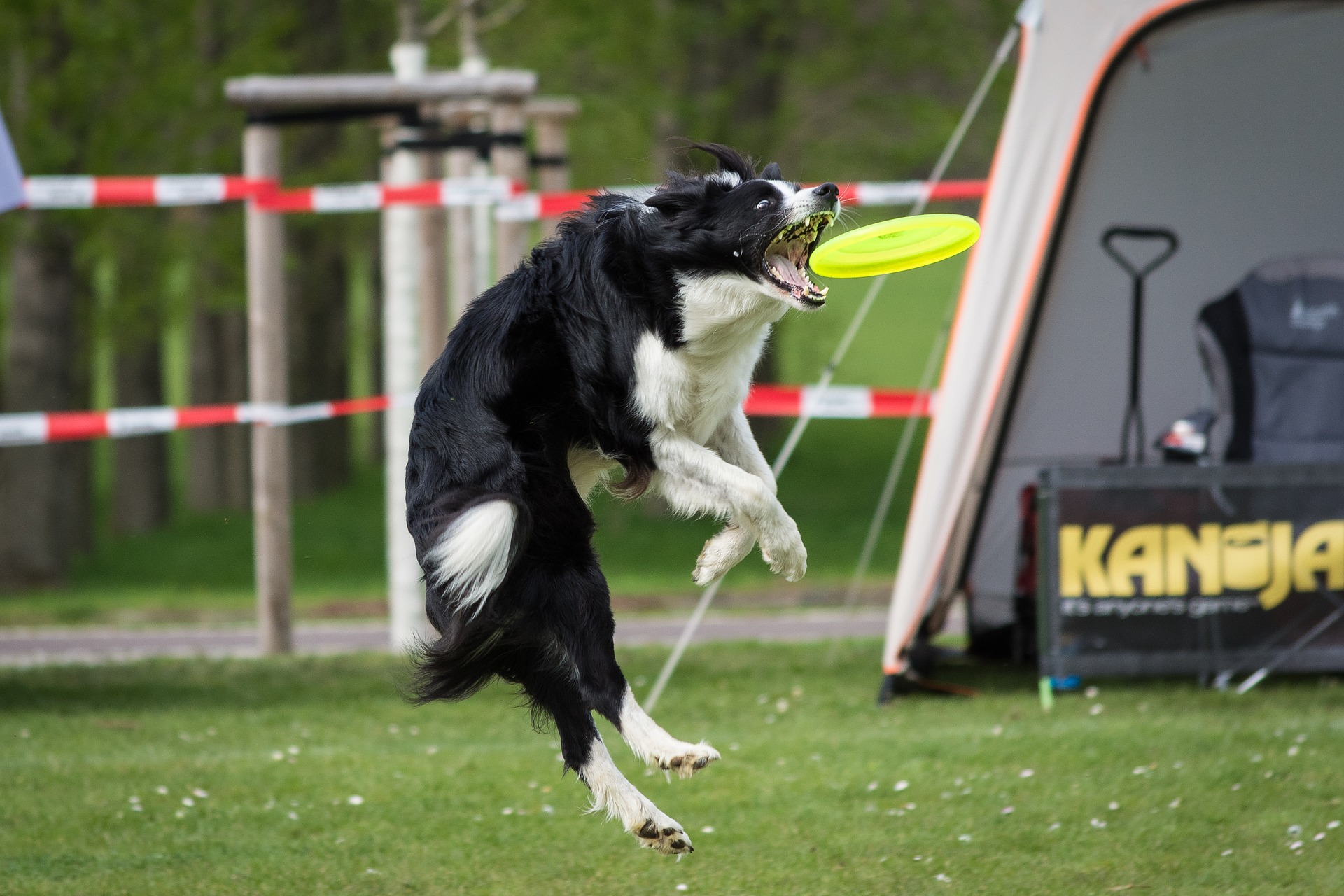 cani freesbee fly dog
